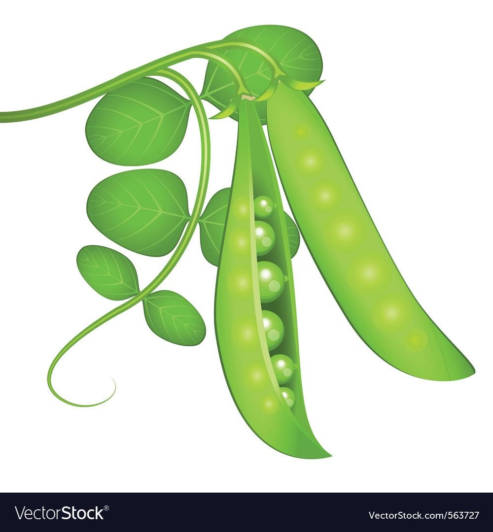 Горох рисунок для детей