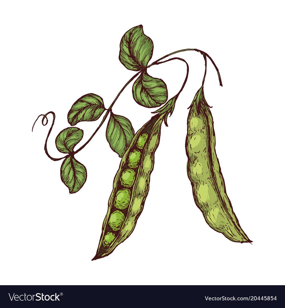 Горох скетч