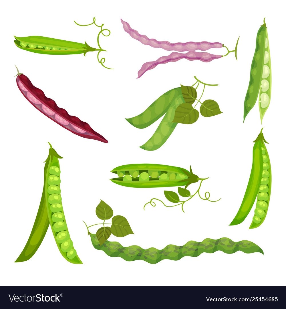 Стручок гороха вектор