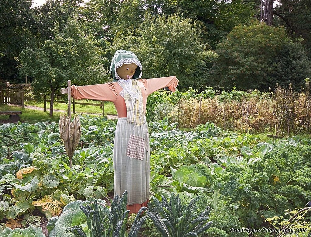 Огород с грядками с чучелом