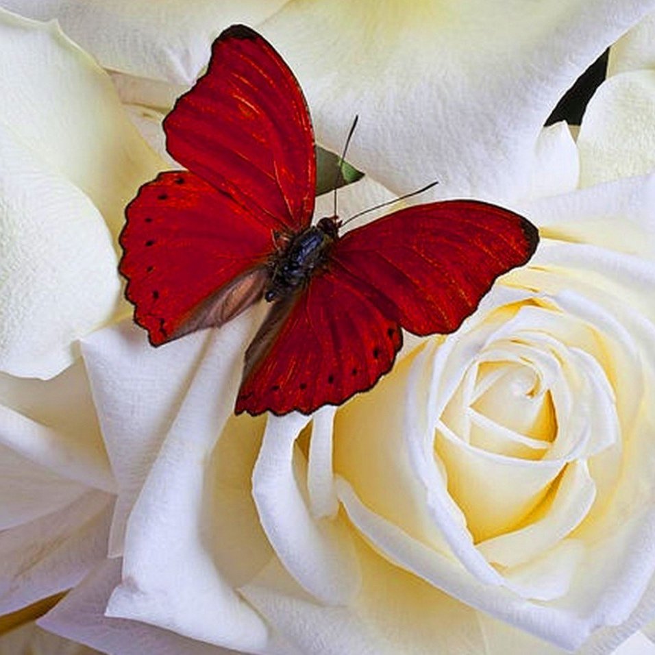Красная роза и бабочка