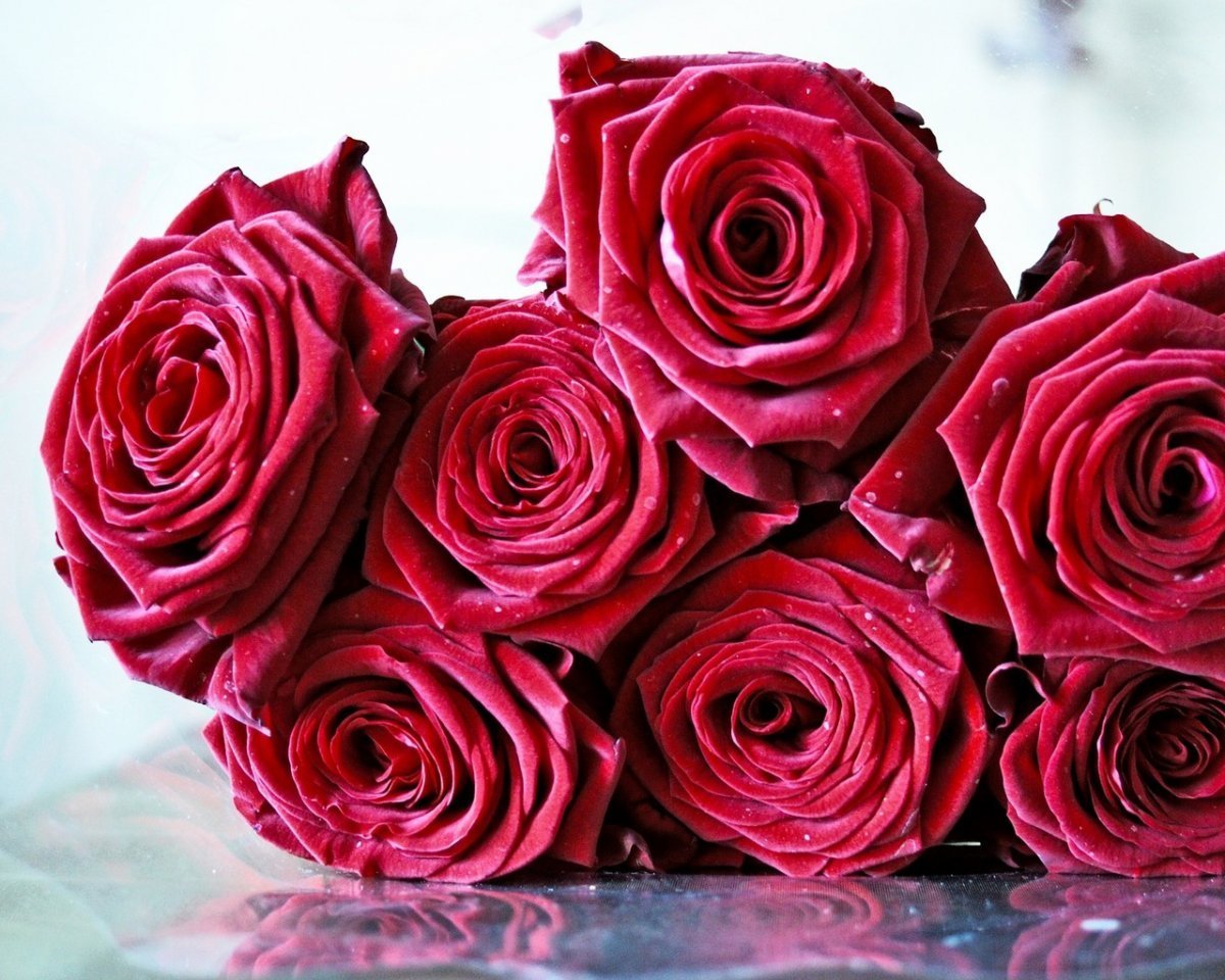 Роза Армандо