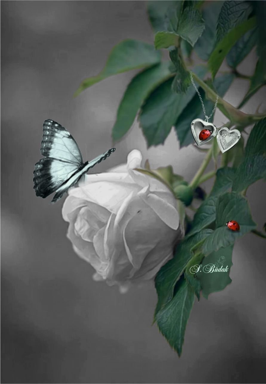 Серые цветы