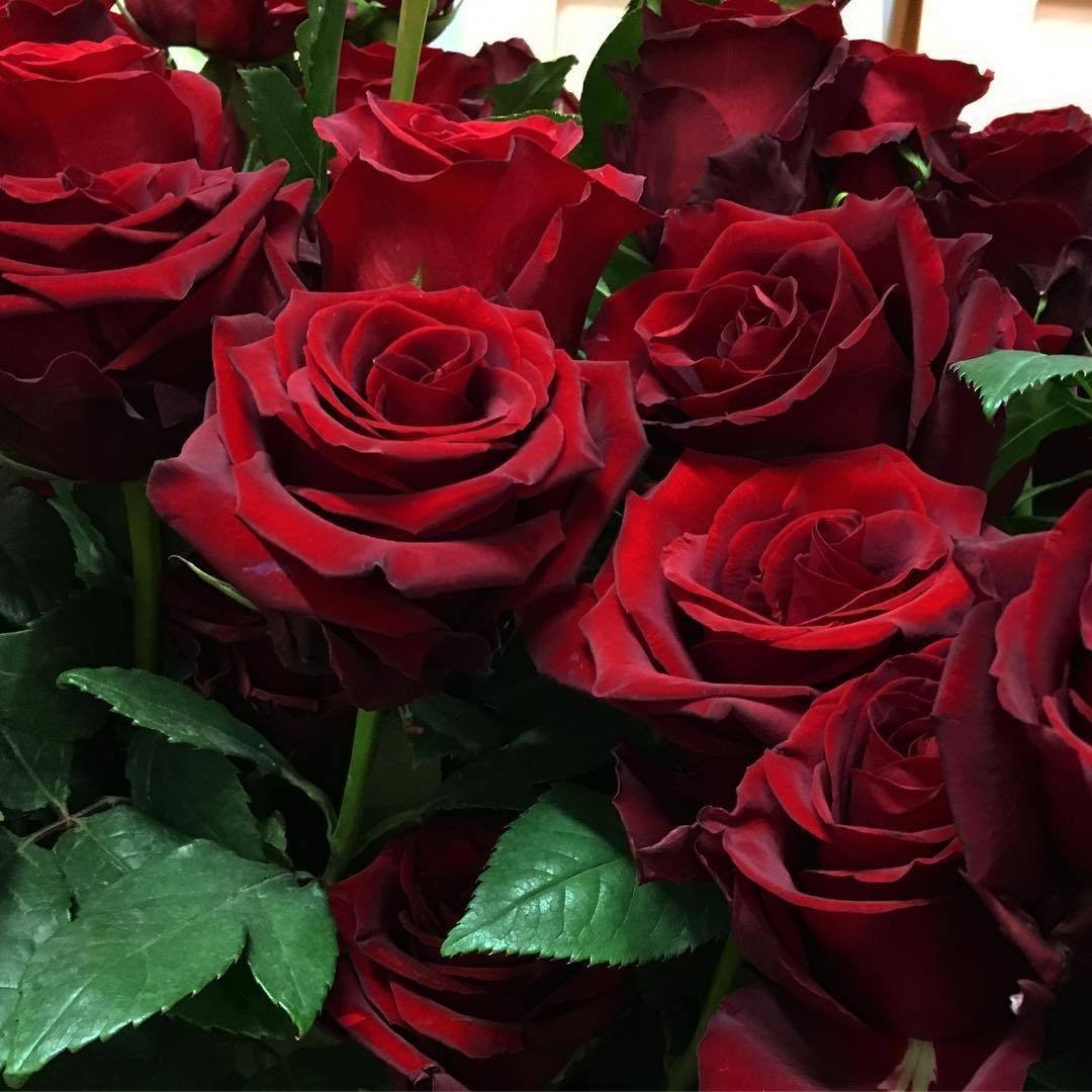 Роза бархатная