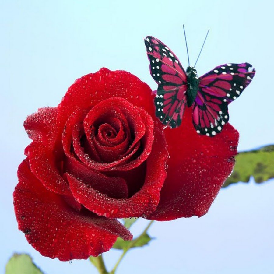 Красная роза и бабочка
