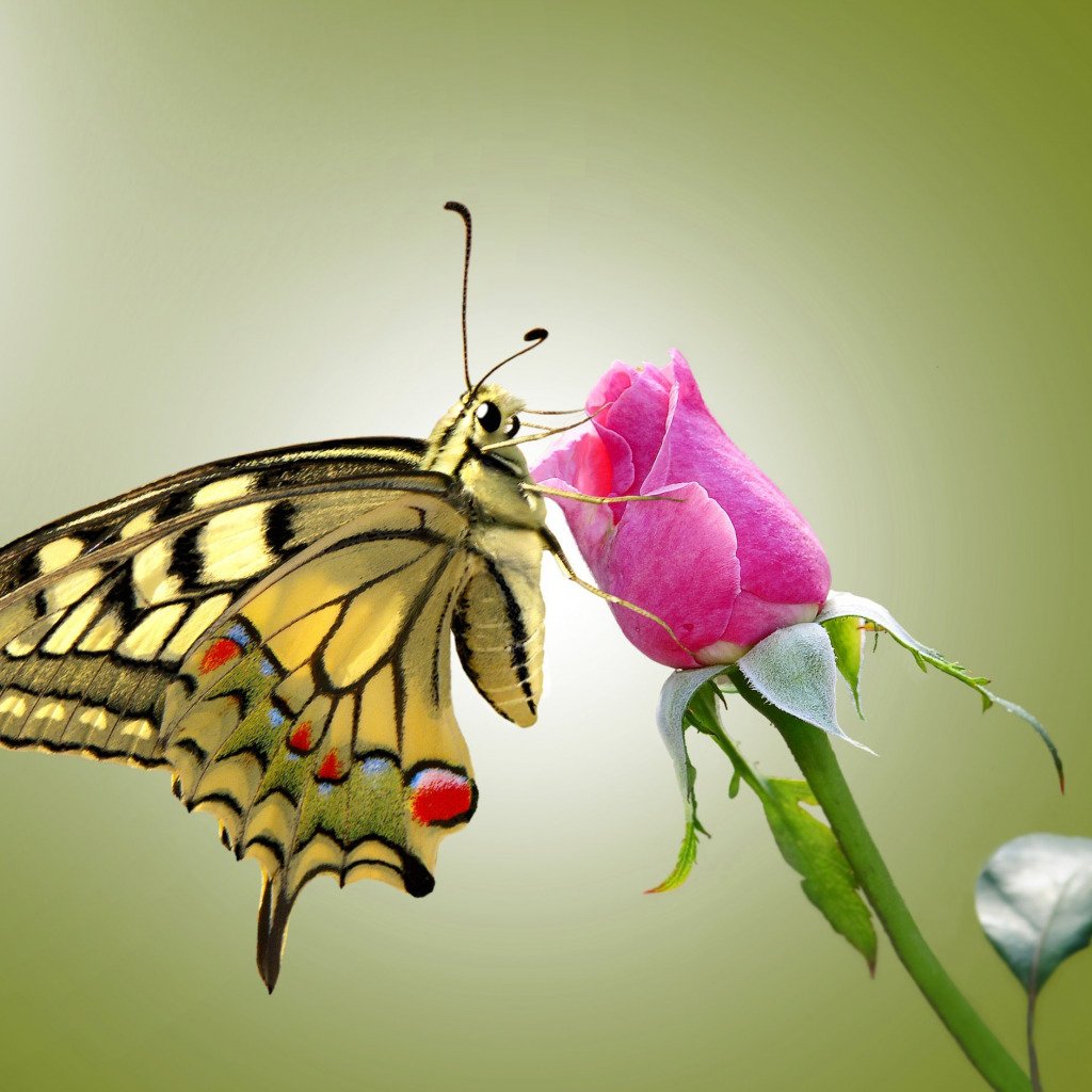 Роза и бабочка