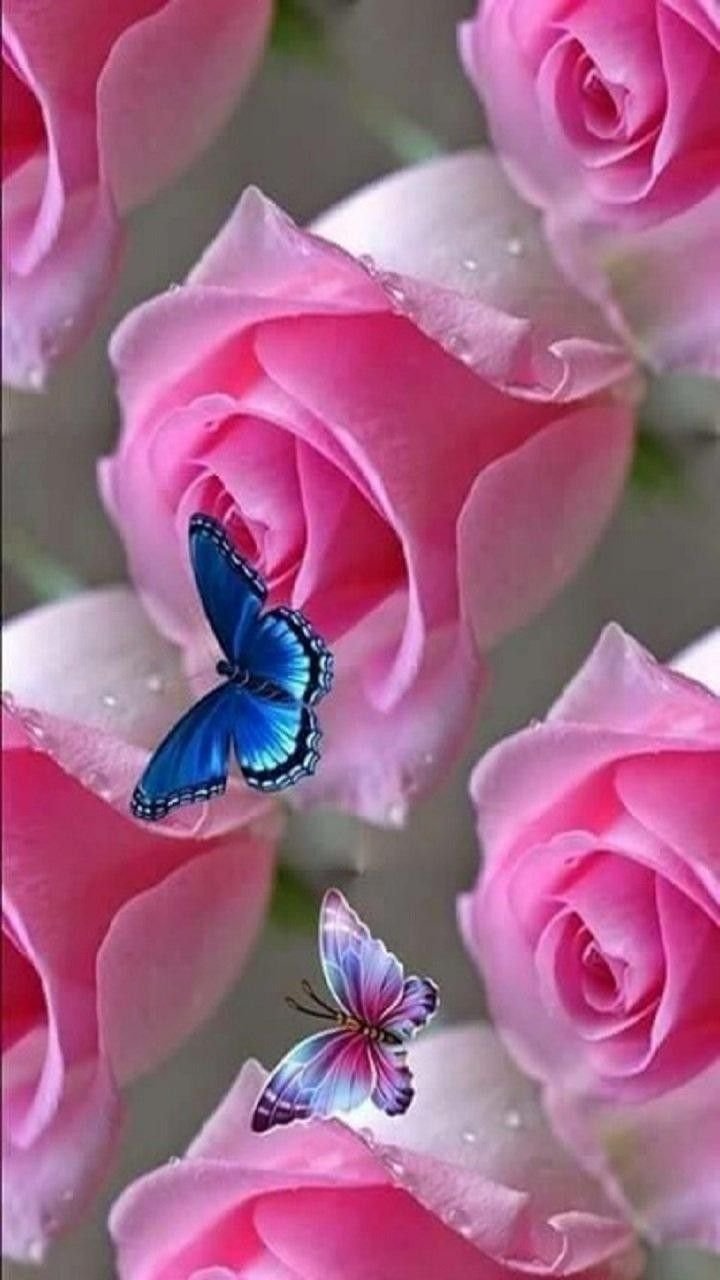 Красивые бабочки и розовые цветы