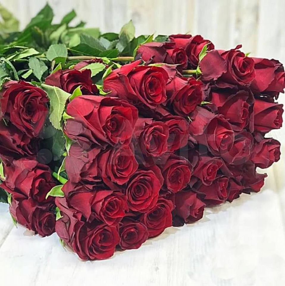 Красная роза Эквадор эксплорер