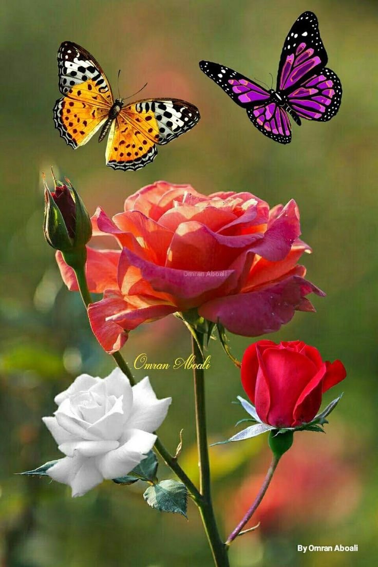 Бабочки в цветах