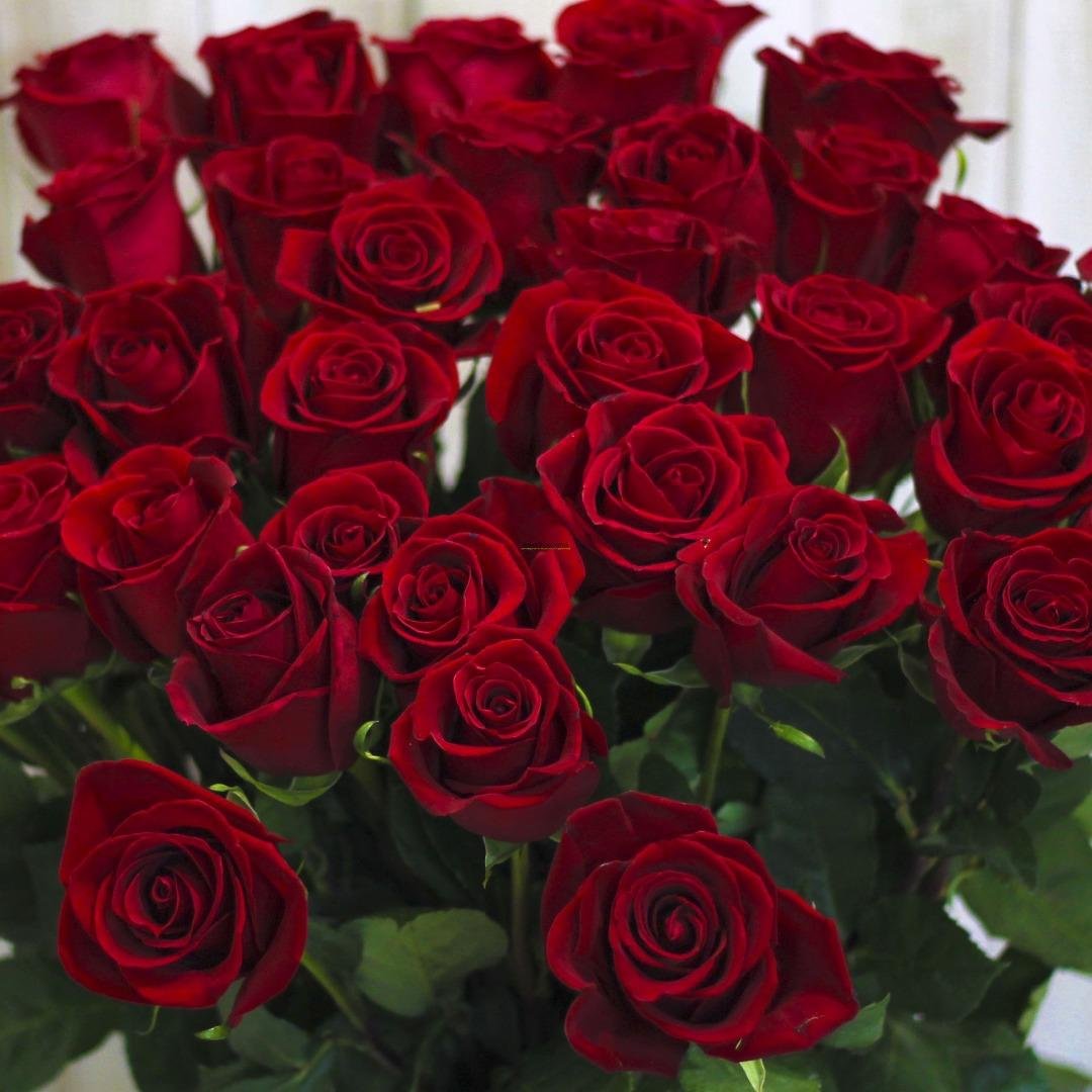 Роза эксплорер и ред Наоми.