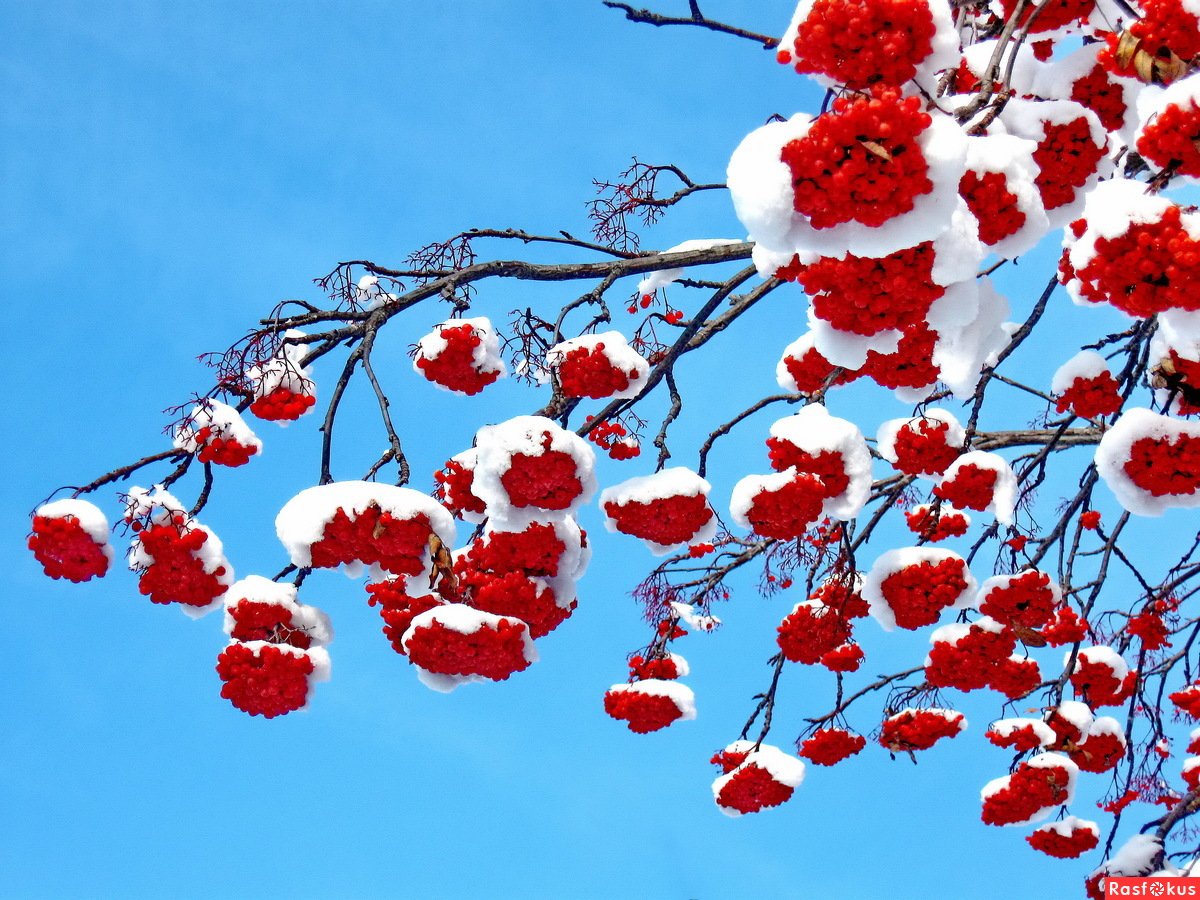 Рябина зимой