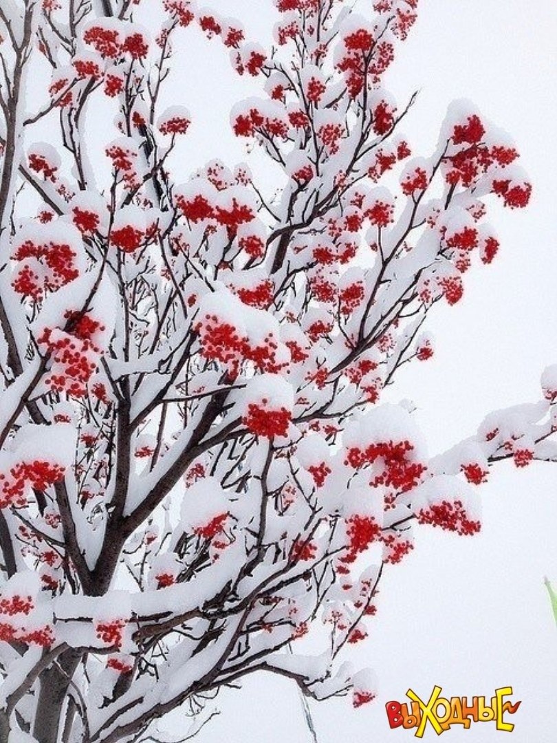 Дерево рябина зимой