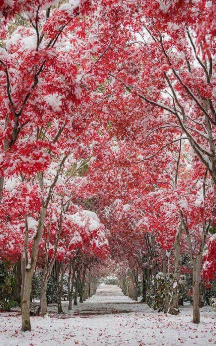 Красивые деревья в снегу