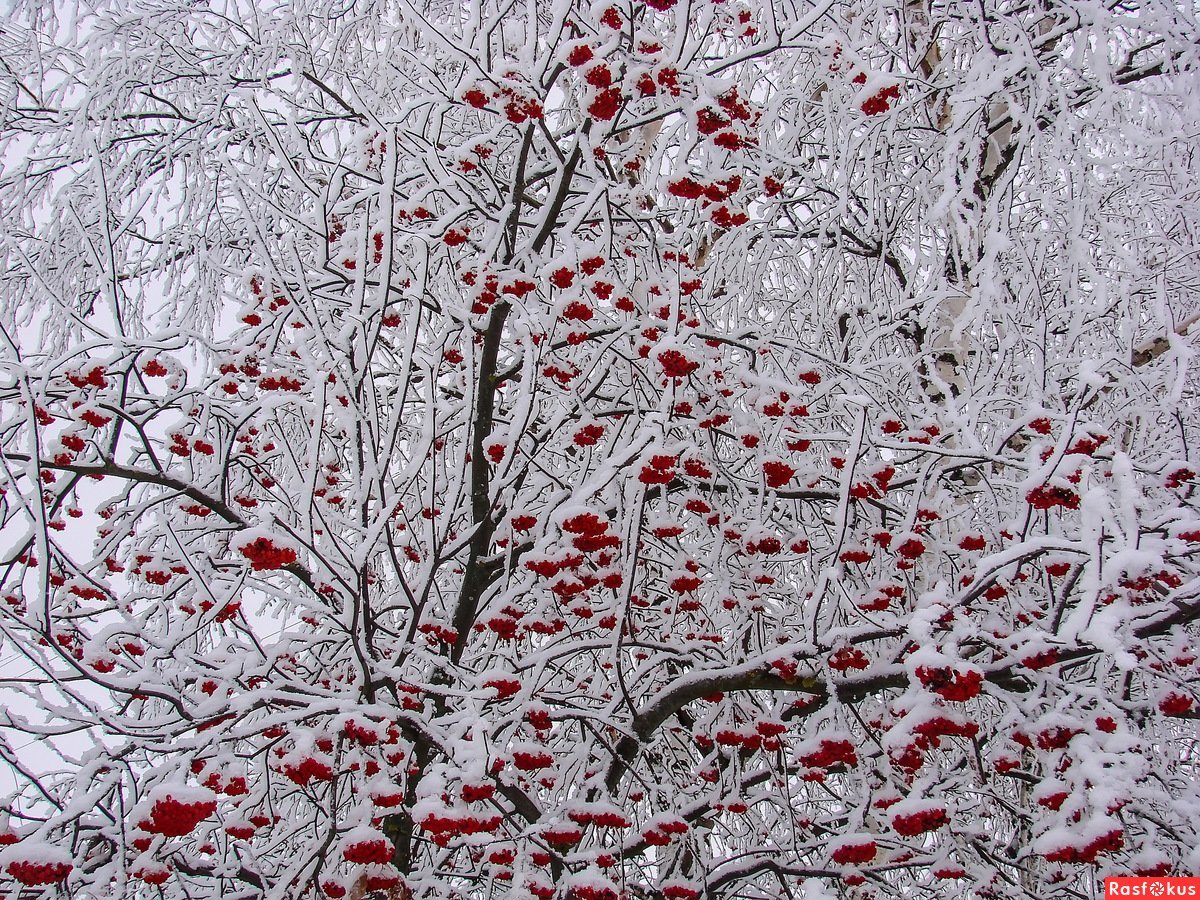 Рябина на снегу рассыпана