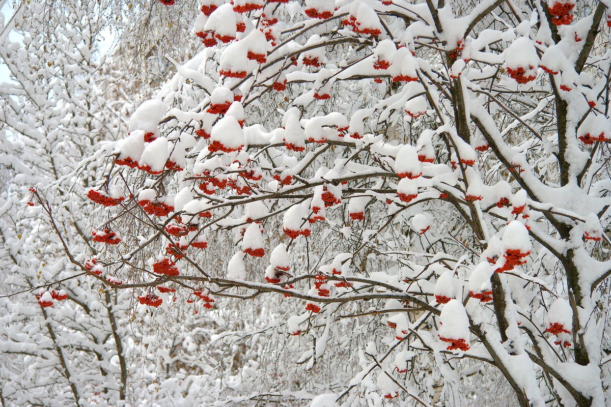 Рябина обыкновенная зима