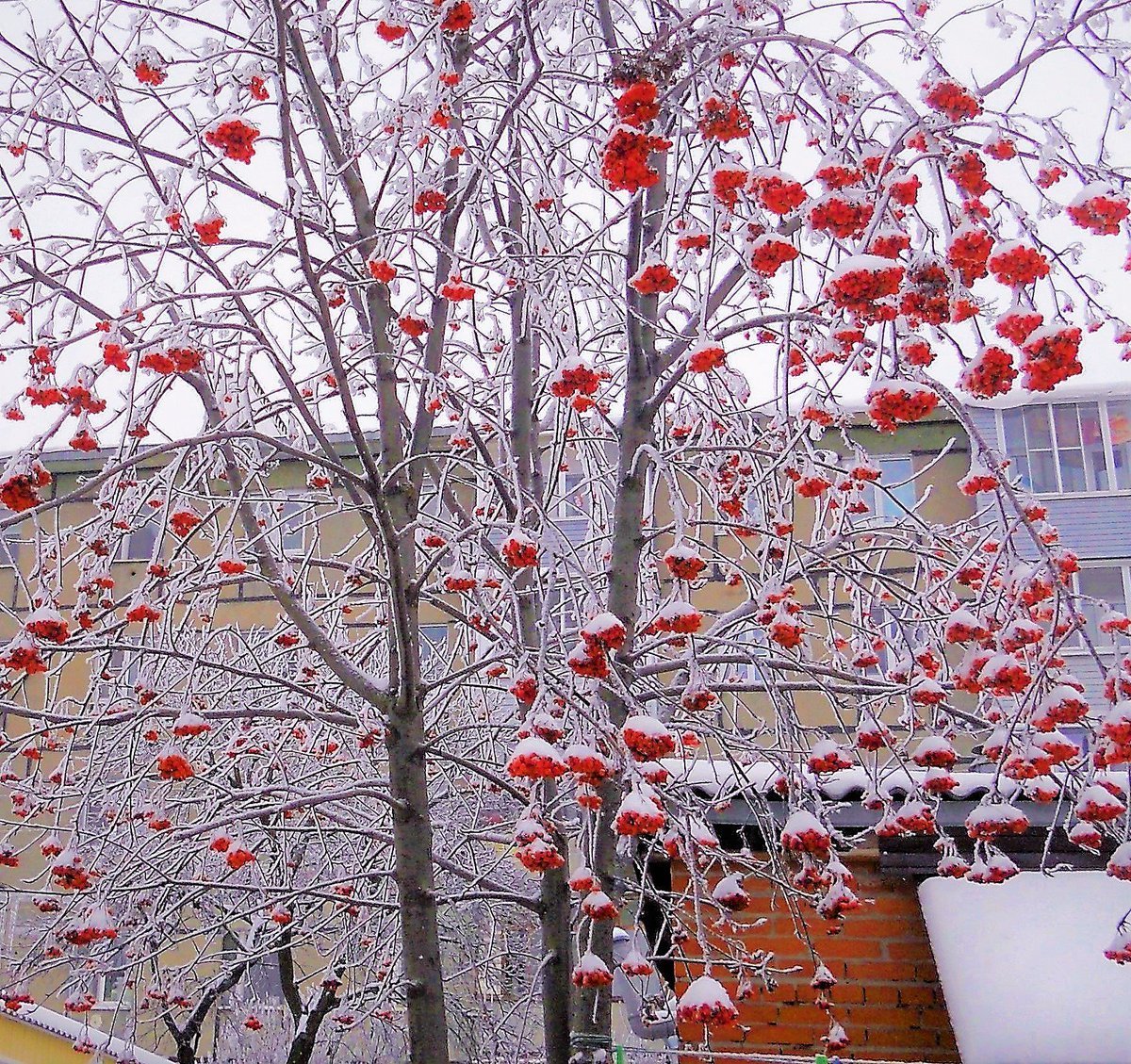 Рябина Саржента