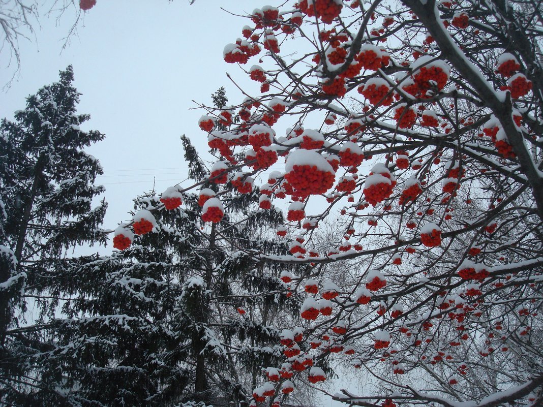 Дерево рябина зимой