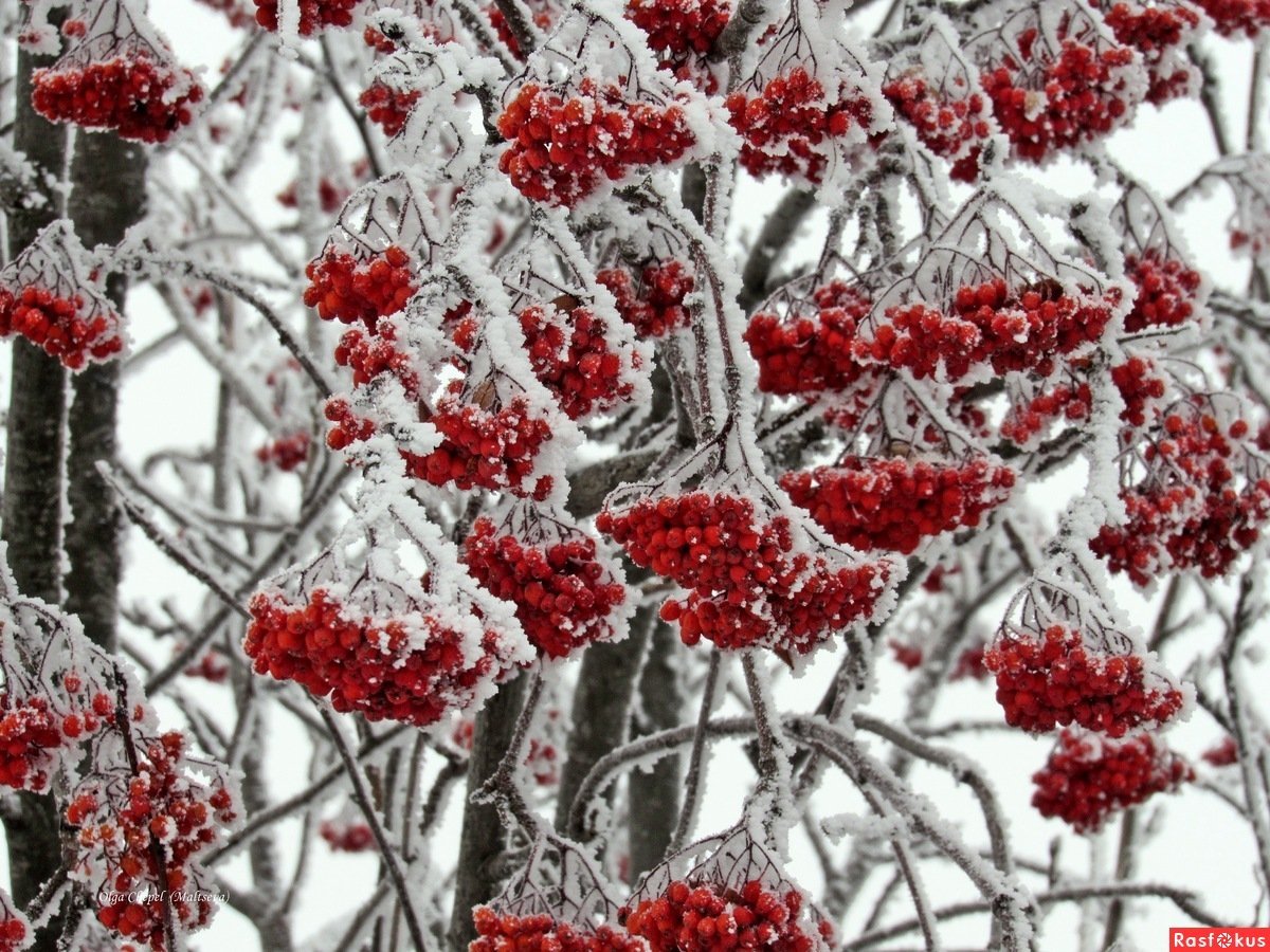 Обои на рабочий стол зима рябина