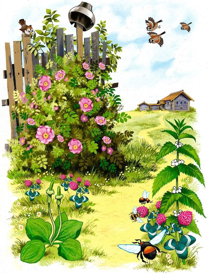 Летняя природа для детей