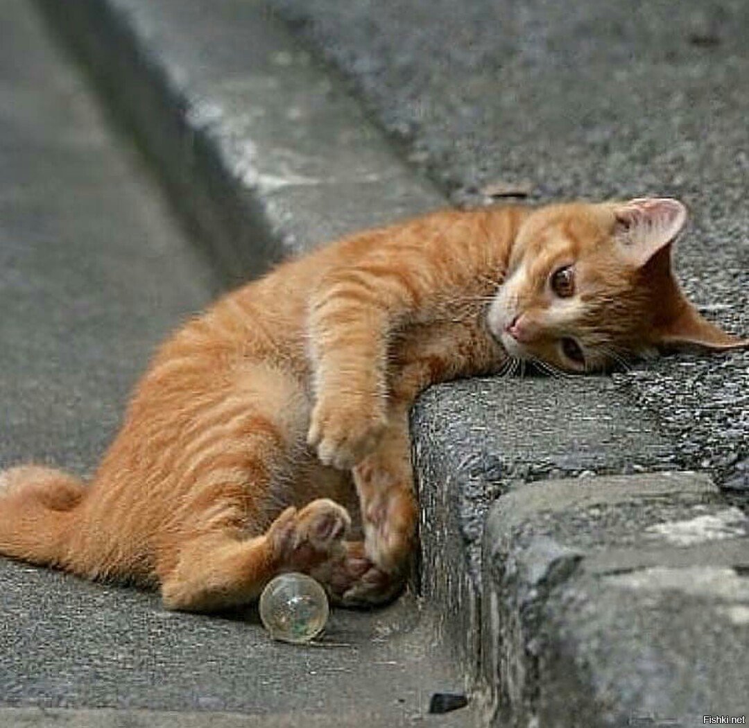 Уставший рыжий котик