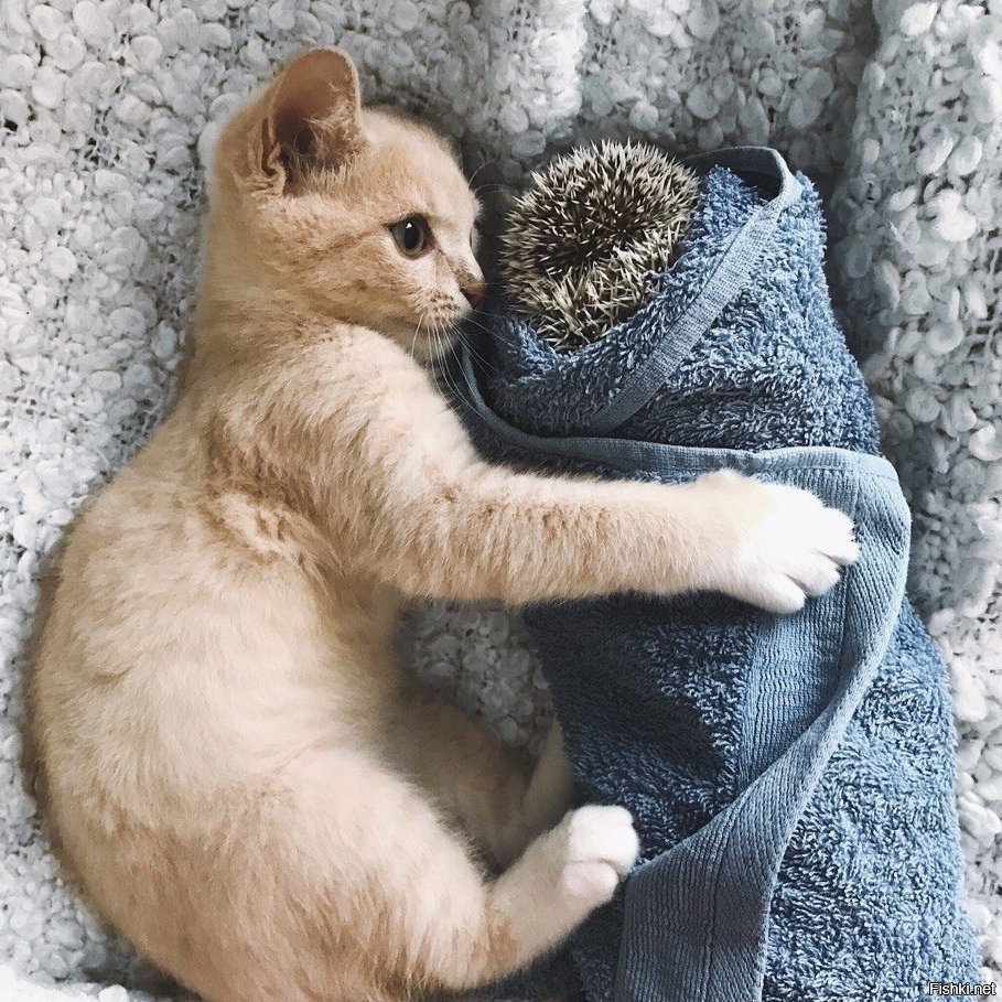 Ежик и котенок