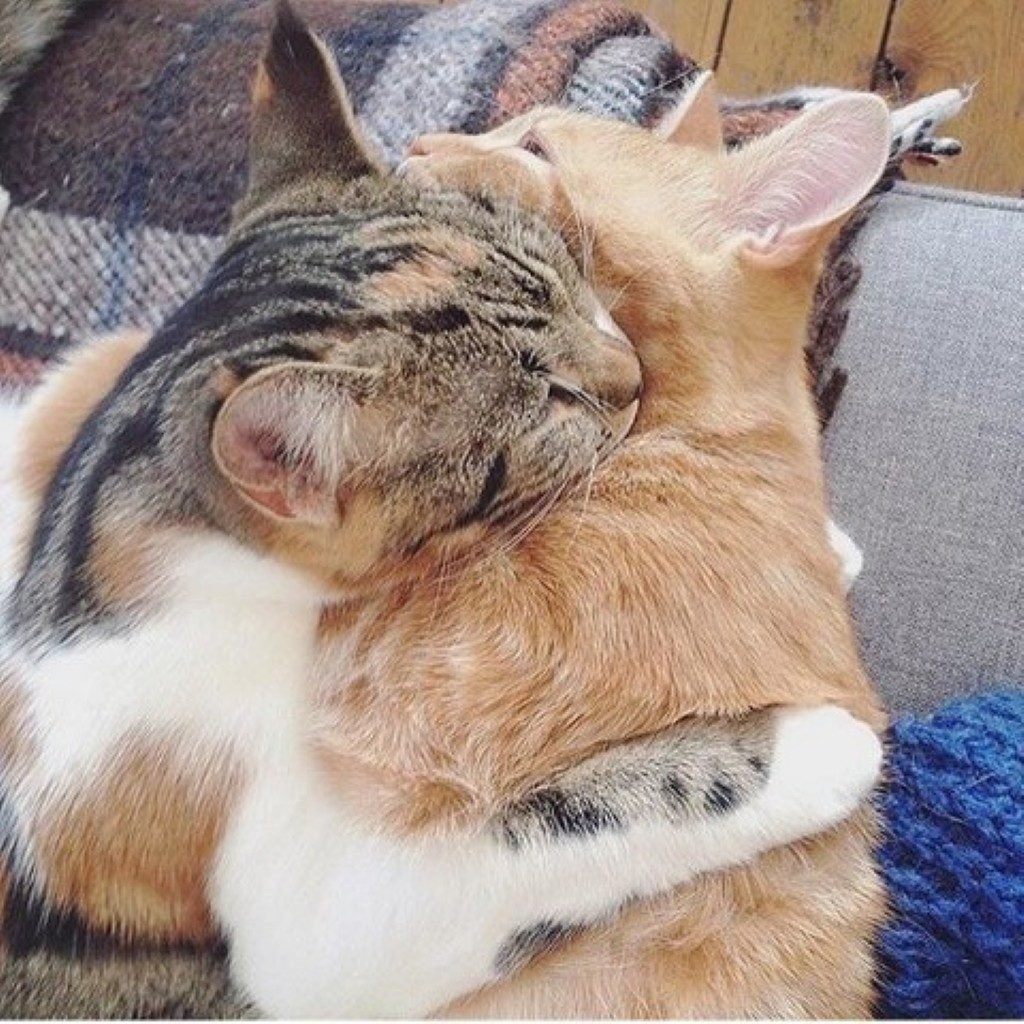 Кот с кошкой в обнимку