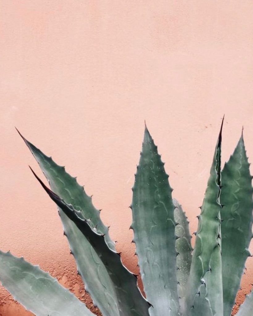 Алоэ Вера канал алоэ Вера