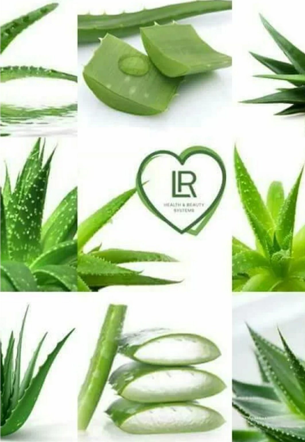 Алоэ вид сверху