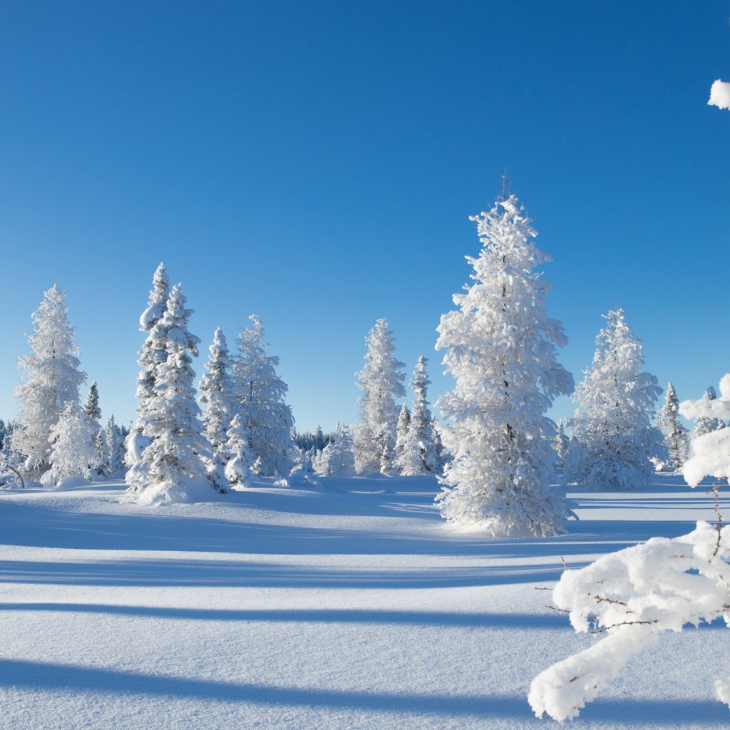 Просинец праздник