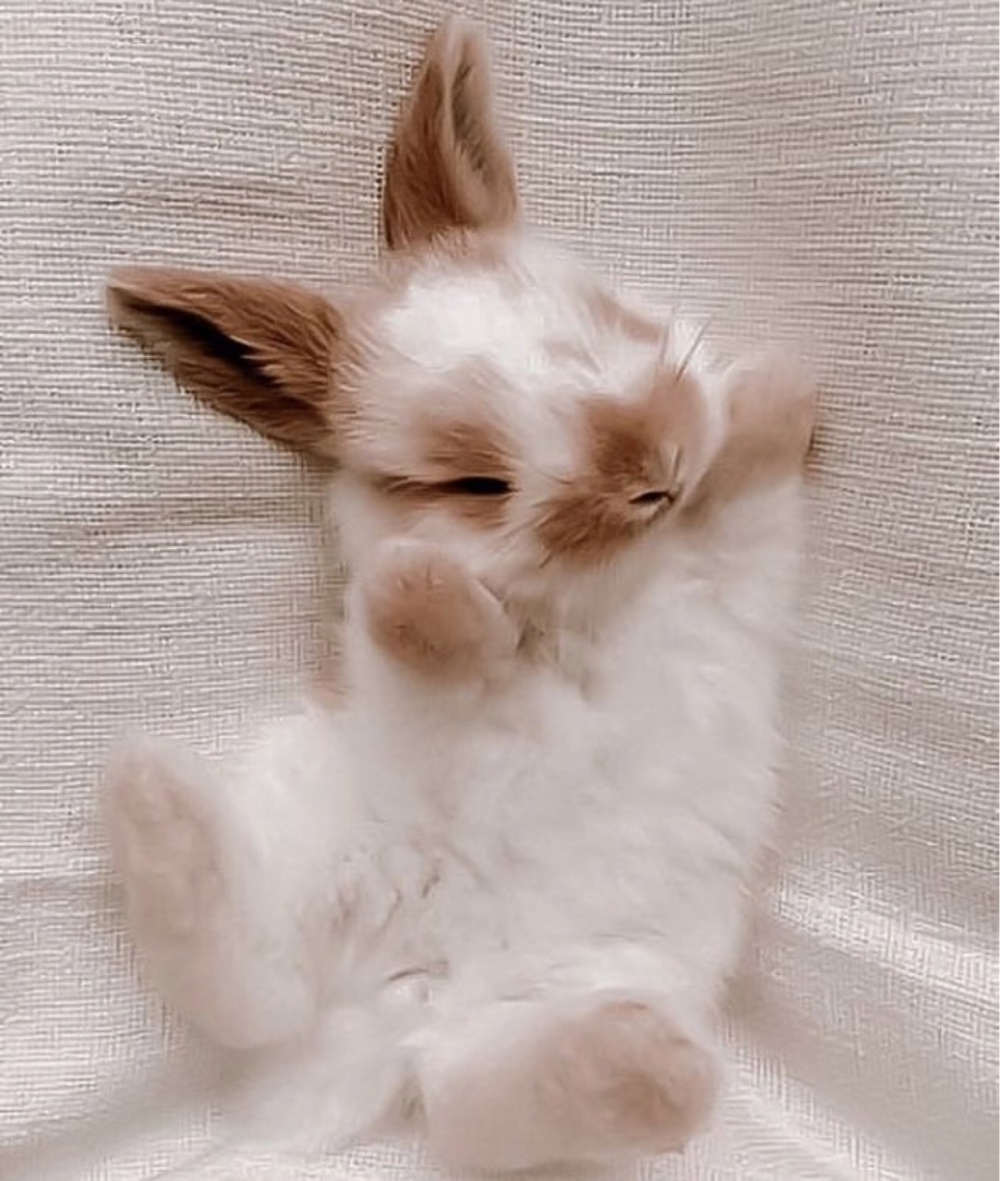 Зайка в кроватке