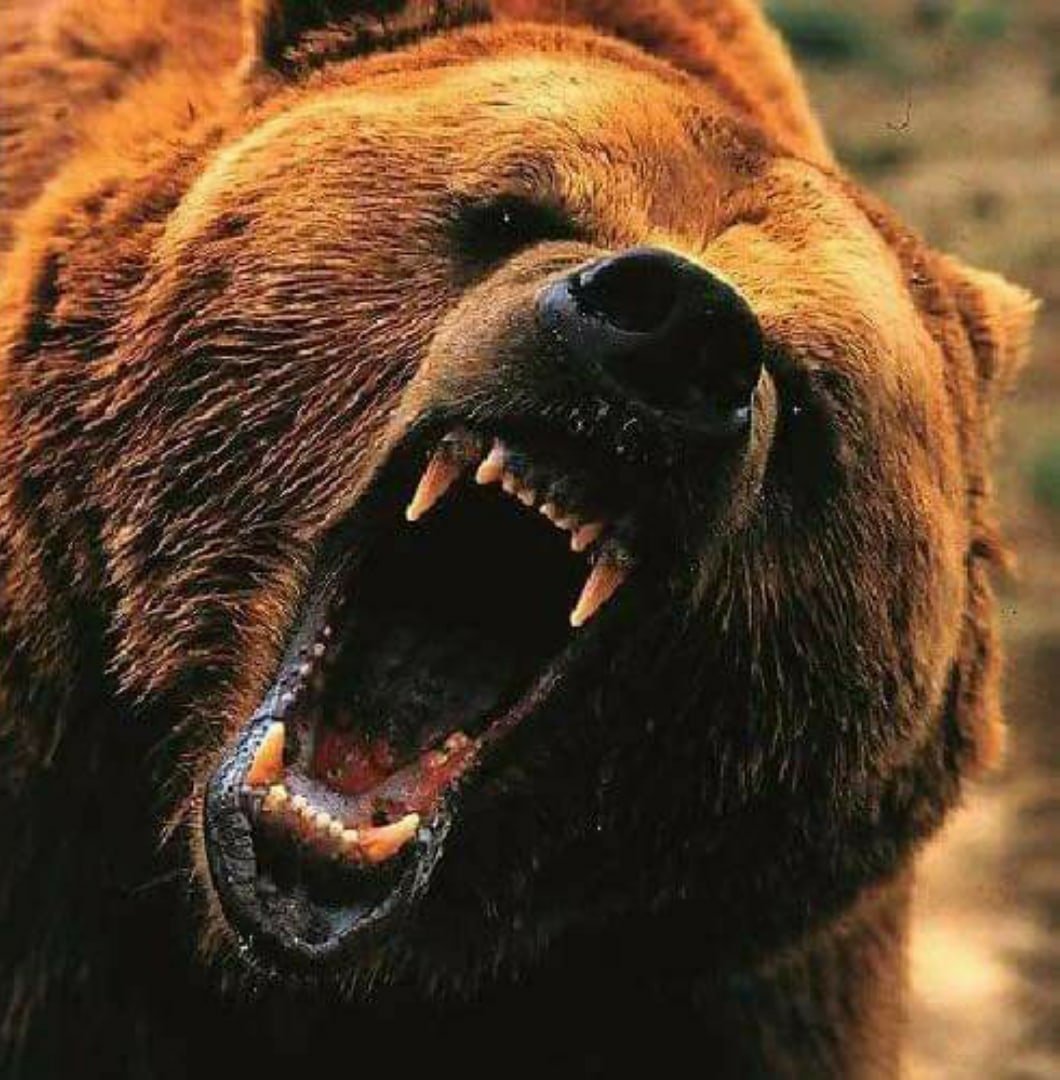 Злой русский медведь