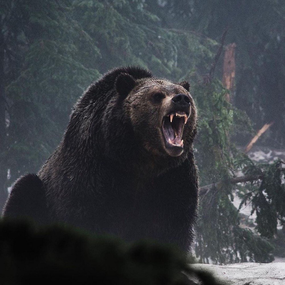 Гризли оскал