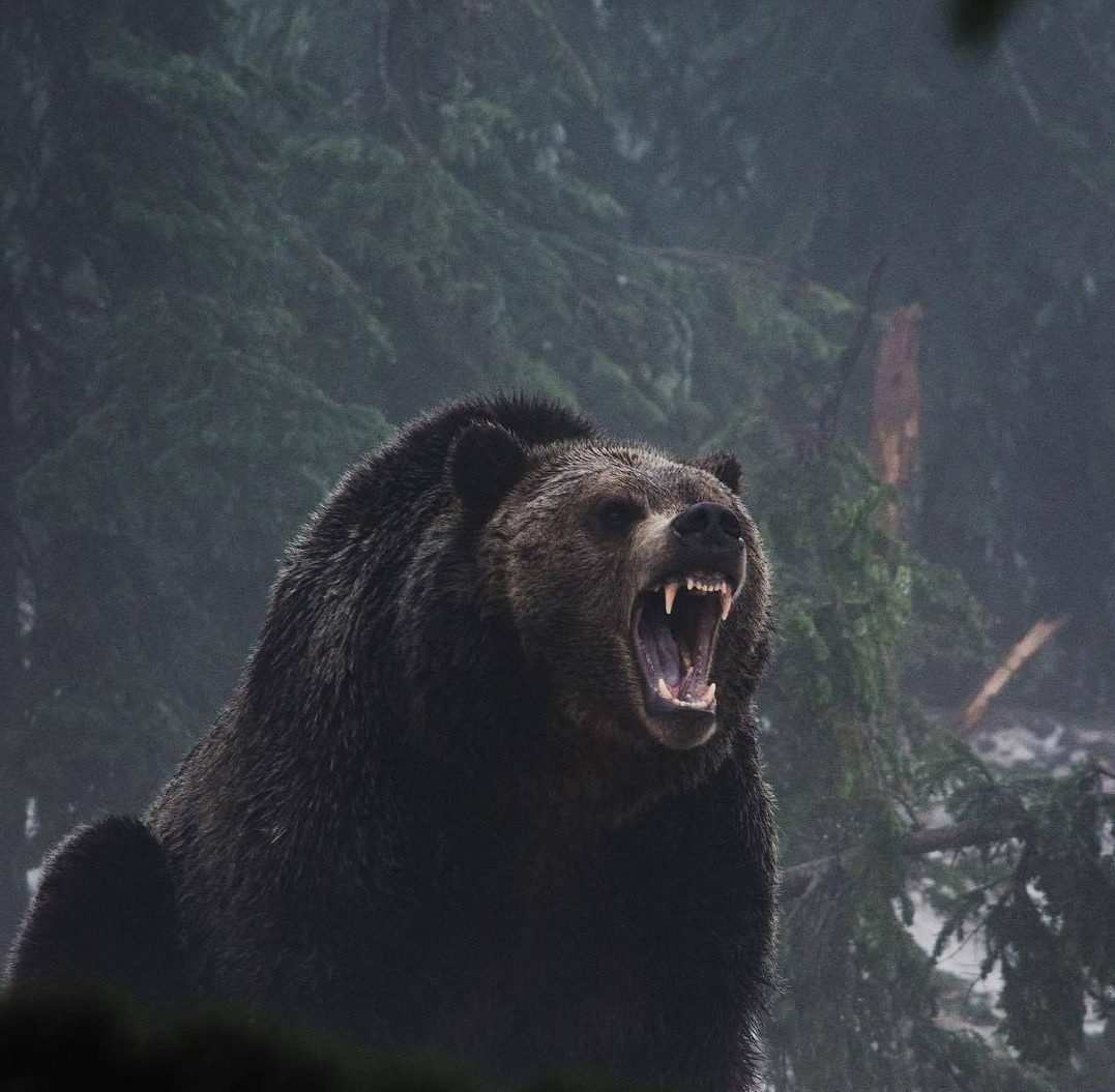 Злой русский медведь