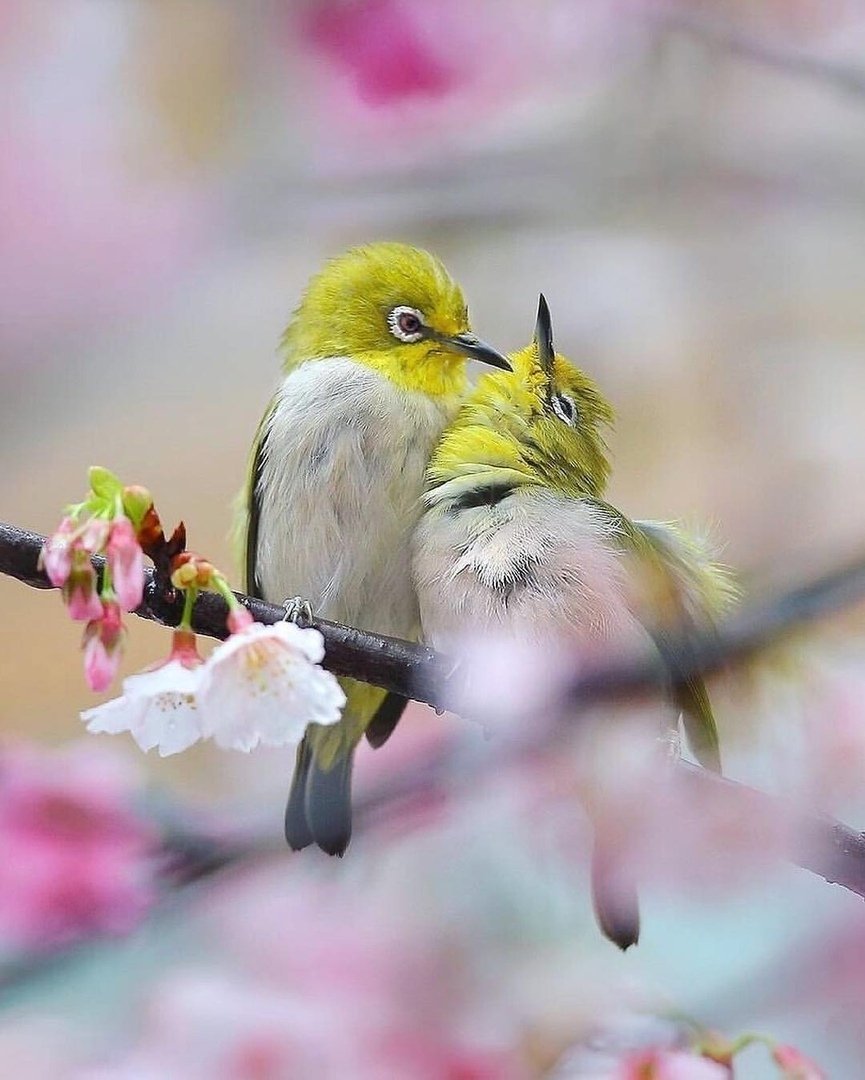 Птичка белоглазка