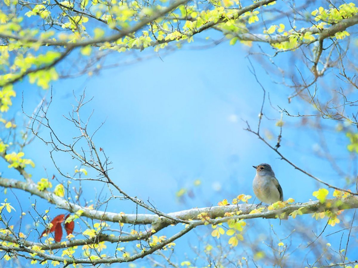 Синичка весной