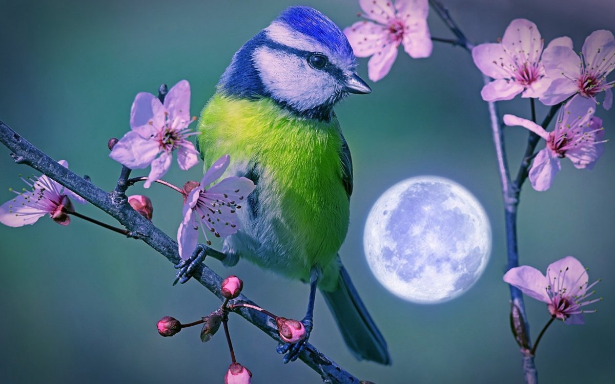 Лазоревка весной