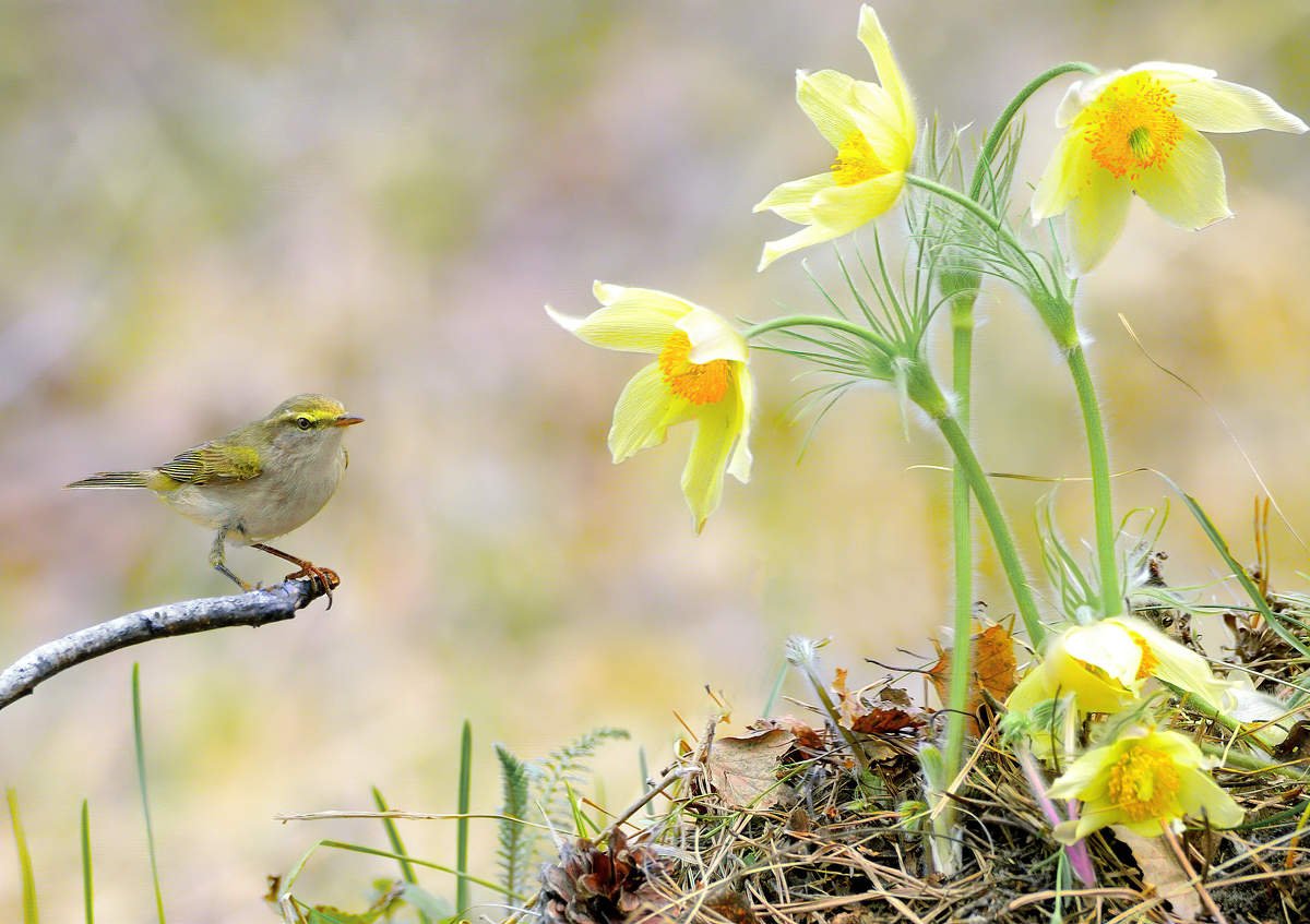 Утро птицы солнце
