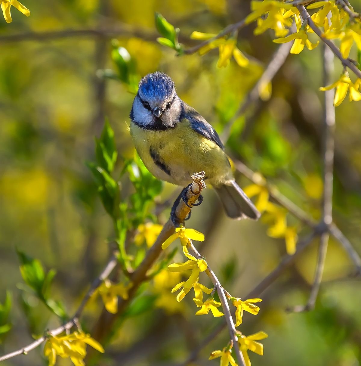 Весна зимой птицы