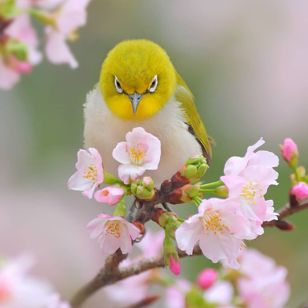 Птички цветочки