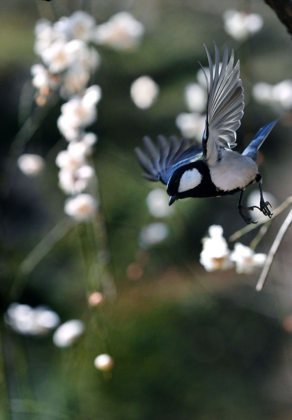 Птицы ранней весной