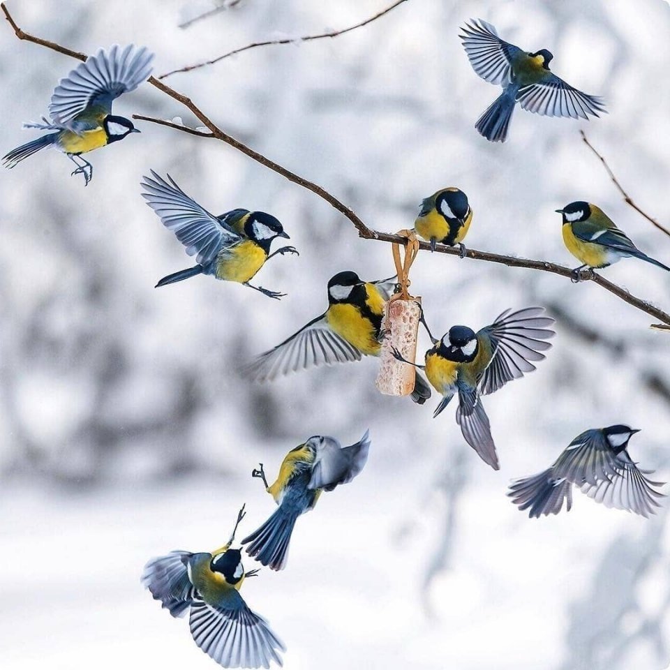 Ласточка весной