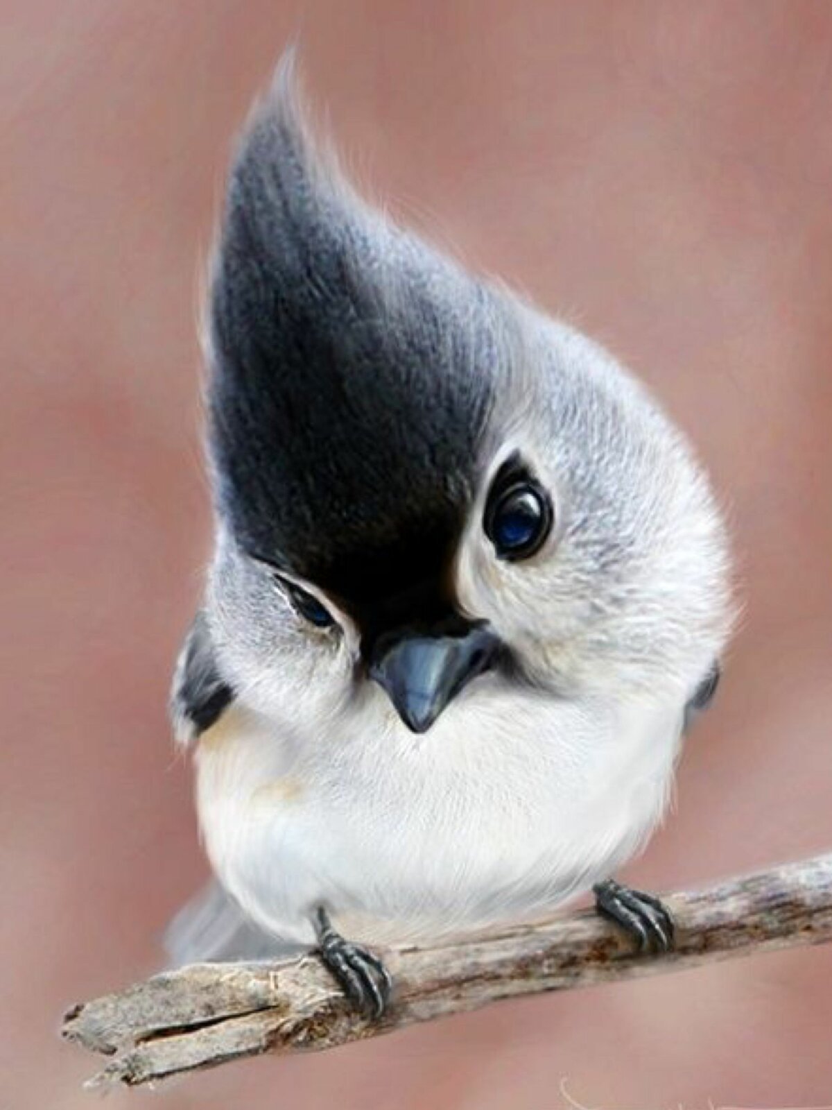 Птица мозгоклюйка