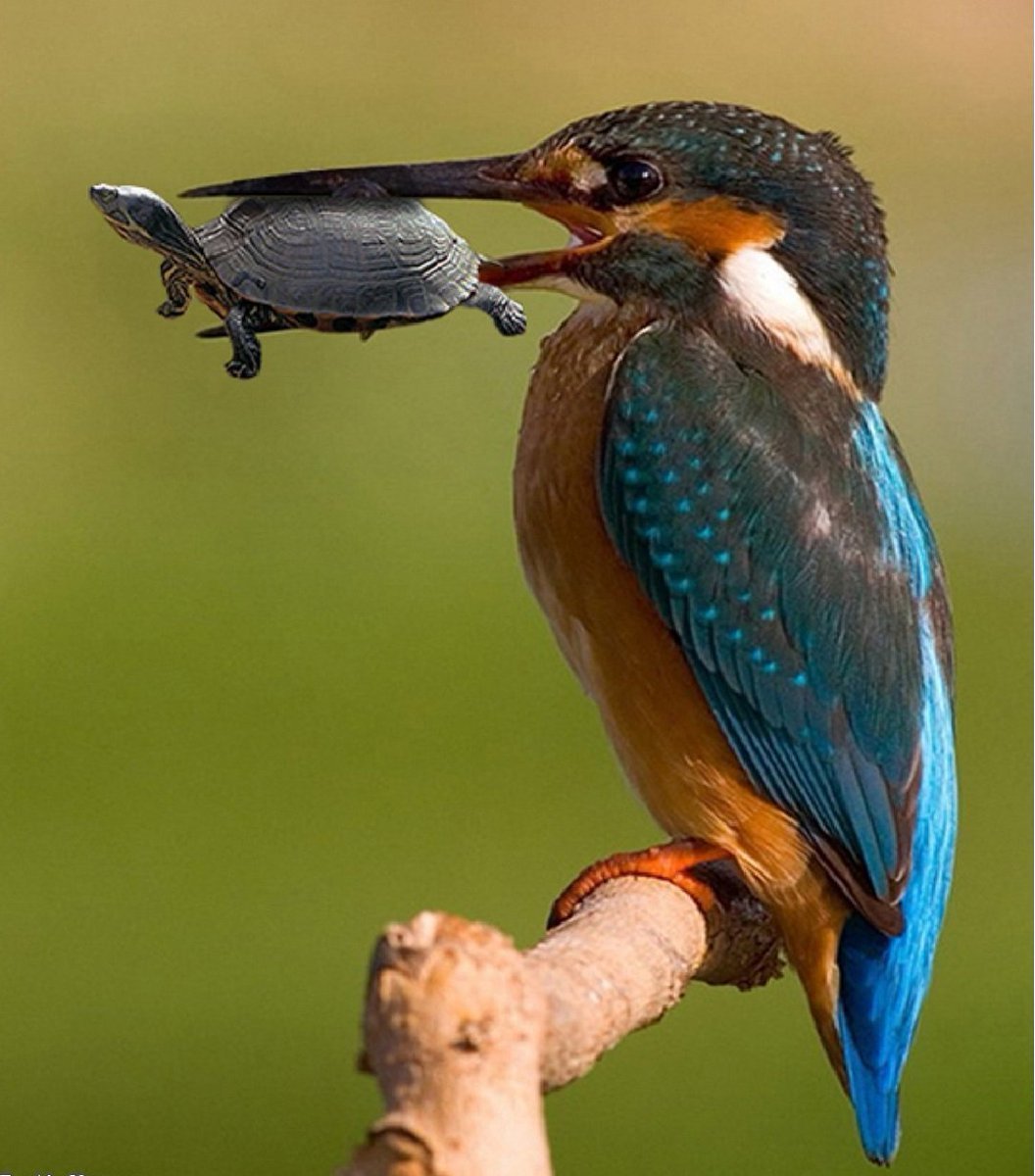 Птицы питающиеся насекомыми