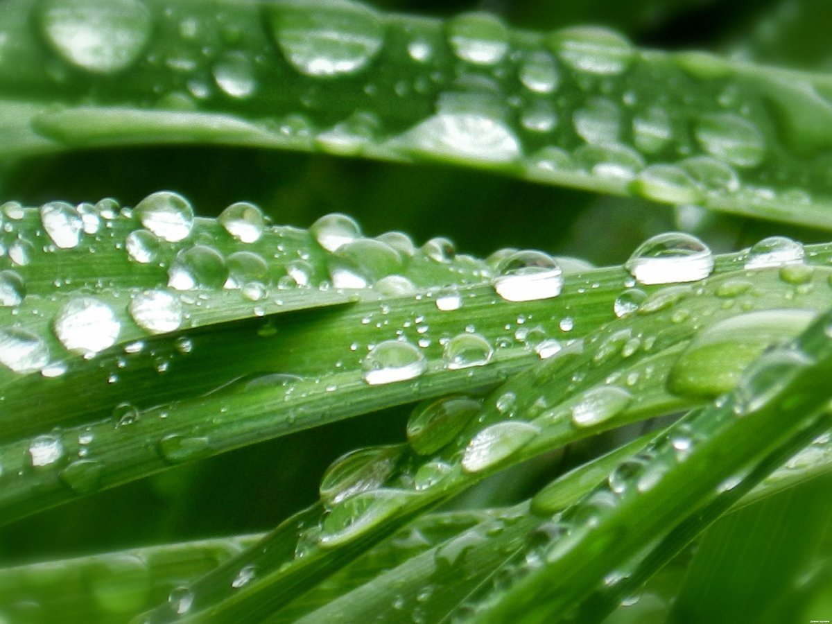 Иван – медвяные росы