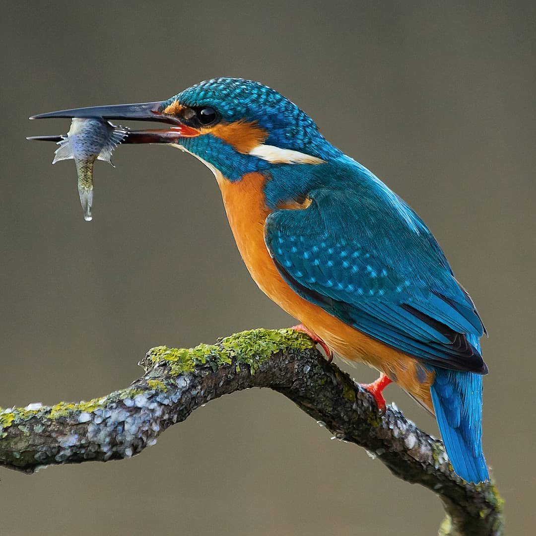 Прикольные птицы с надписями