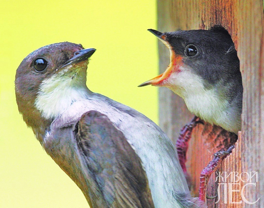 Птичка из мультфильма