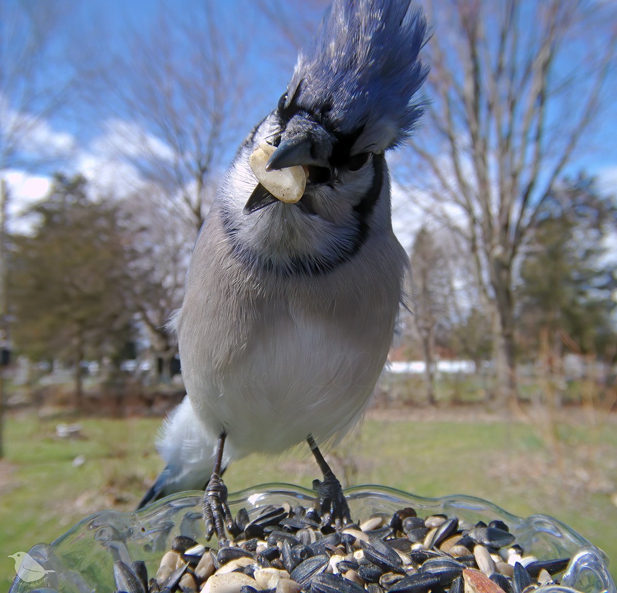 Африка Кафрский рогатый ворон