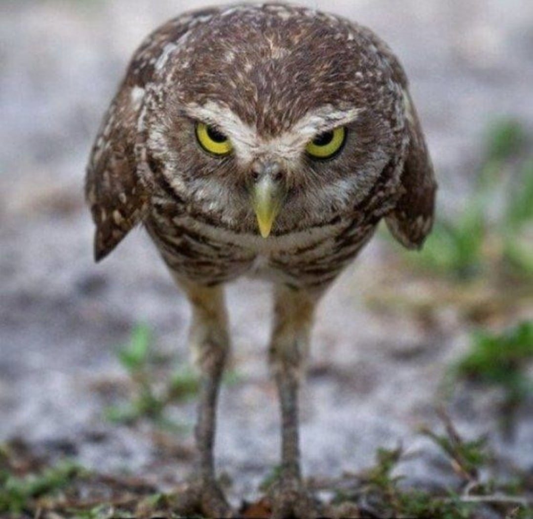 Птичка заёбушек