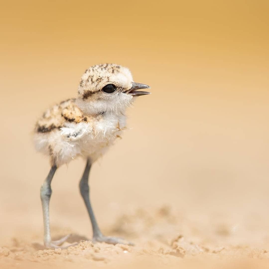 Птичка мозгоклюйка