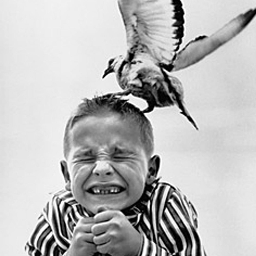 Смешные птицы